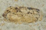 Fossil Beetle (Carabidae) Elytron - Bois d’Asson, France #290741-1